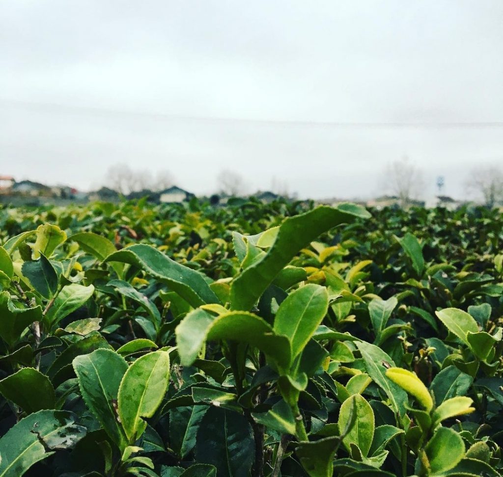 فروشگاه مرکزی چای ریحانی در لاهیجان