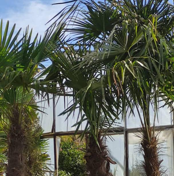 گلکده پالم لند فراهانی در شهریار