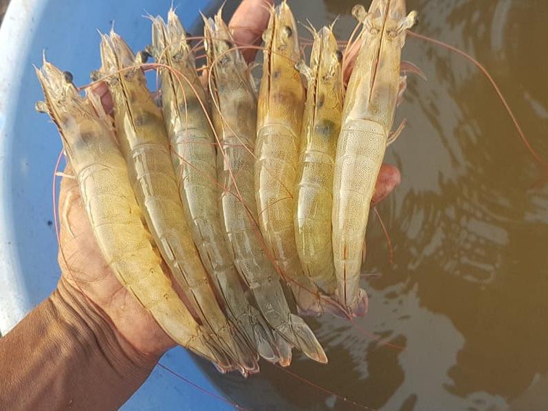 فروش ملزومات آبزی پروری علی نژاددریایی در میناب