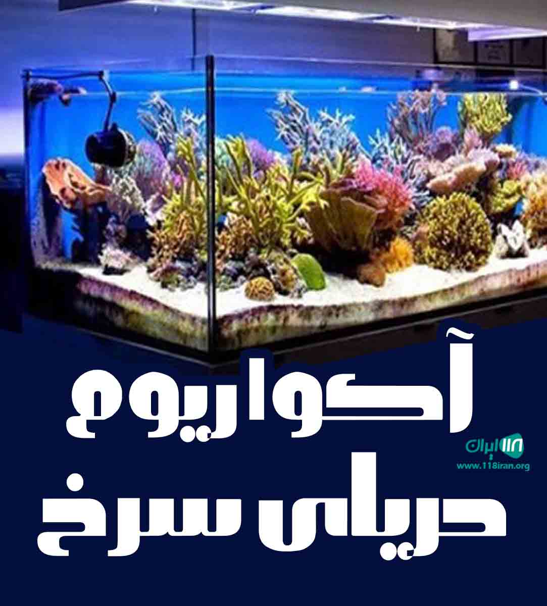 آکواریوم دریای سرخ در ارومیه آکواریوم دریای سرخ در ارومیه