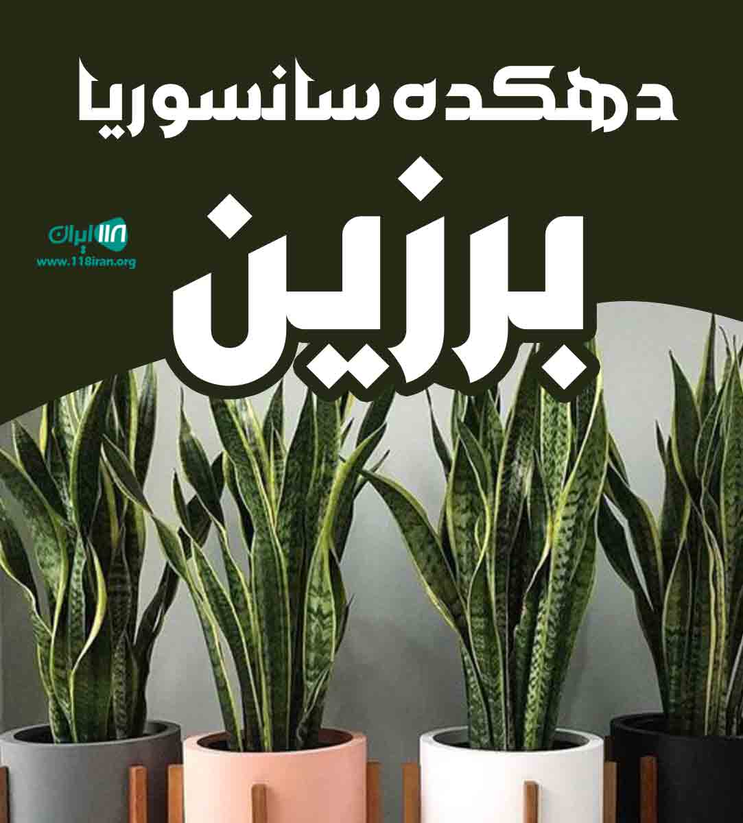 دهکده سانسوریا برزین در مازندران دهکده سانسوریا برزین در مازندران