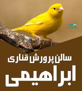 مزرعه پرورش قناری ابراهیمی در خانه اصفهان مزرعه پرورش قناری ابراهیمی در خانه اصفهان