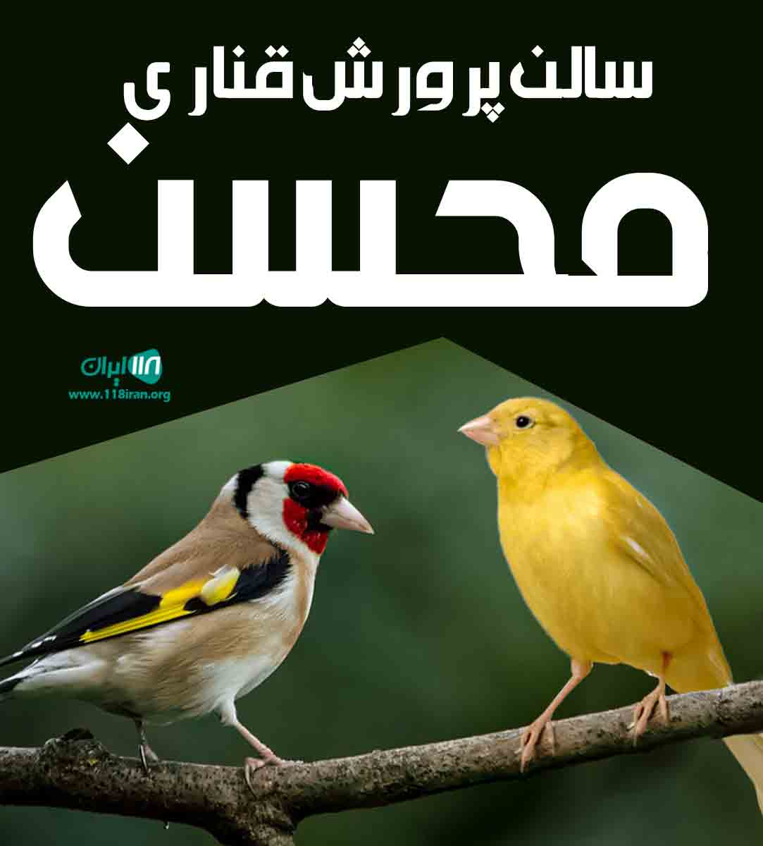 سالن پرورش قناری محسن در آشخانه سالن پرورش قناری محسن در آشخانه