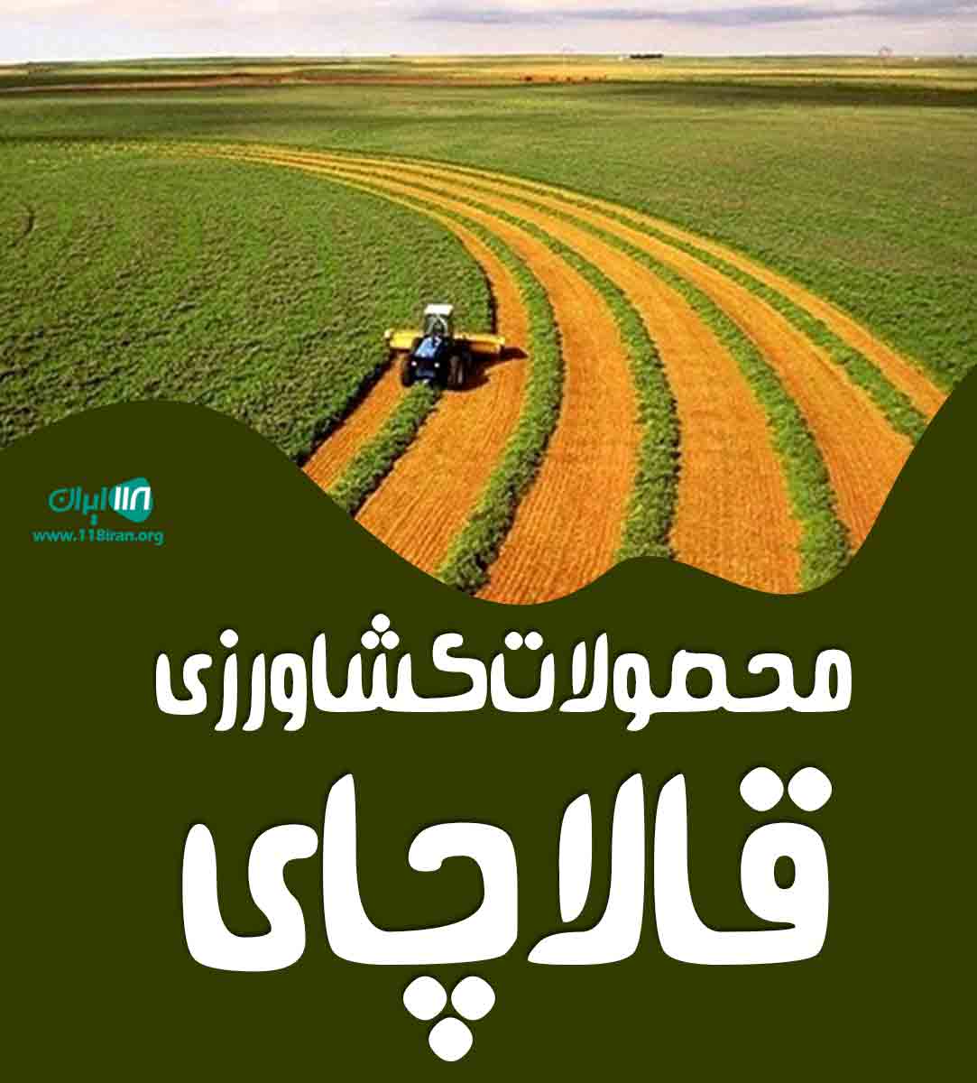 محصولات کشاورزی قالاچای در عجب شیر تبریز محصولات کشاورزی قالاچای در عجب شیر تبریز