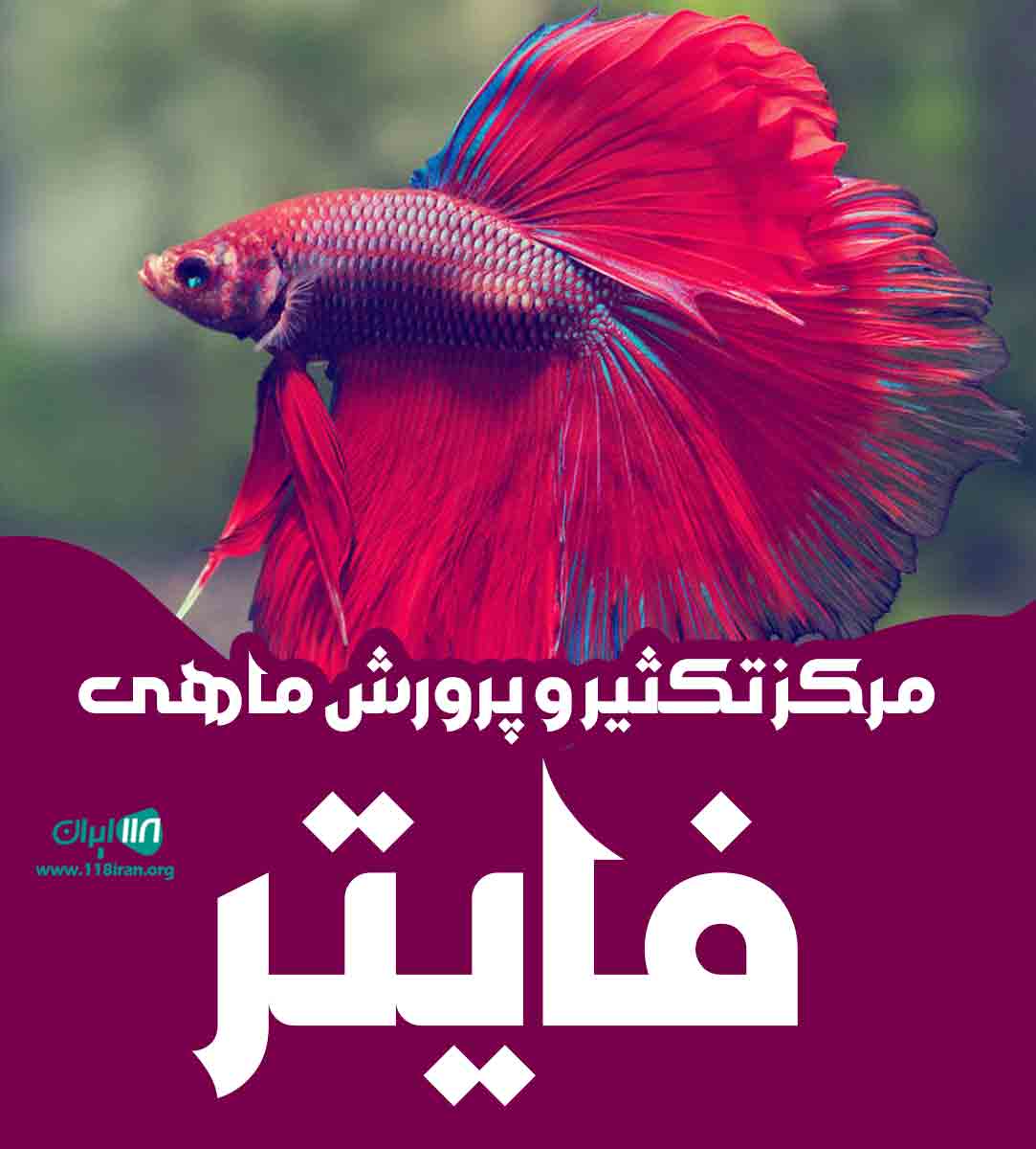مرکز تکثیر و پرورش ماهی فایتر در بوشهر مرکز تکثیر و پرورش ماهی فایتر در بوشهر
