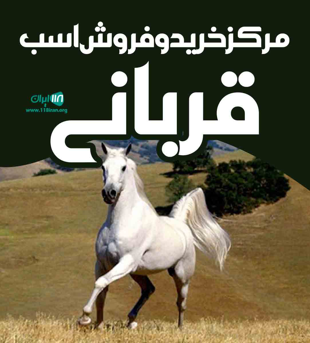 مرکز خرید و فروش اسب قربانی در قزوین بوئین زهرا