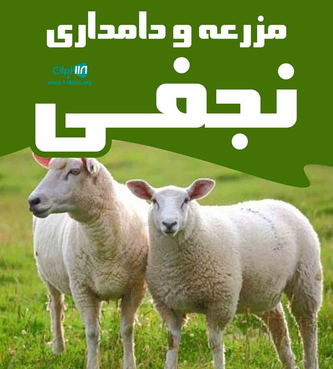 مزرعه و دامداری نجفی در ساوه