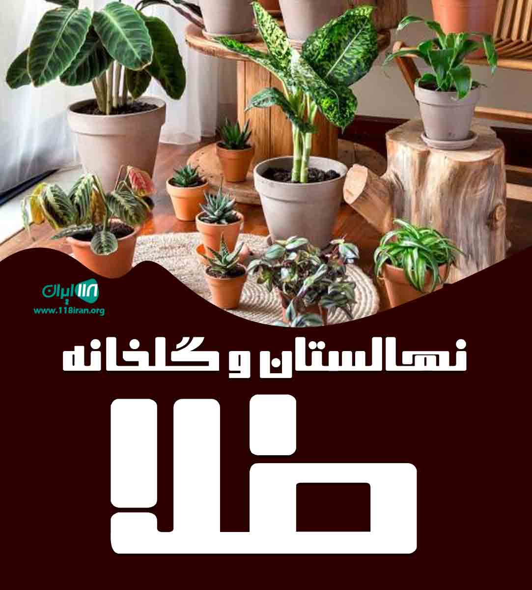 نهالستان و گلخانه طلا در میاندوآب