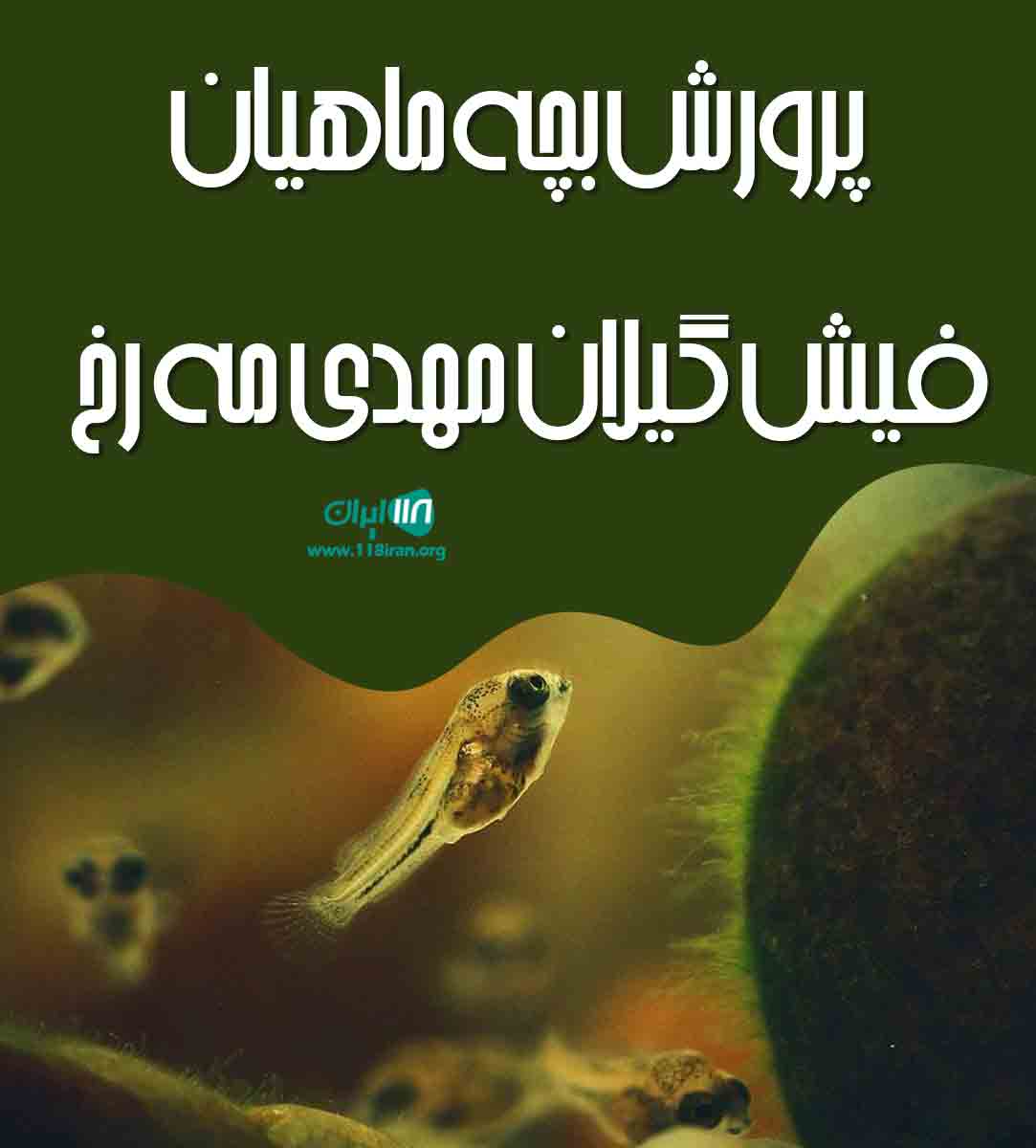پرورش بچه ماهیان فیش گیلان مهدی مه رخ در سنگر پرورش بچه ماهیان فیش گیلان مهدی مه رخ در سنگر