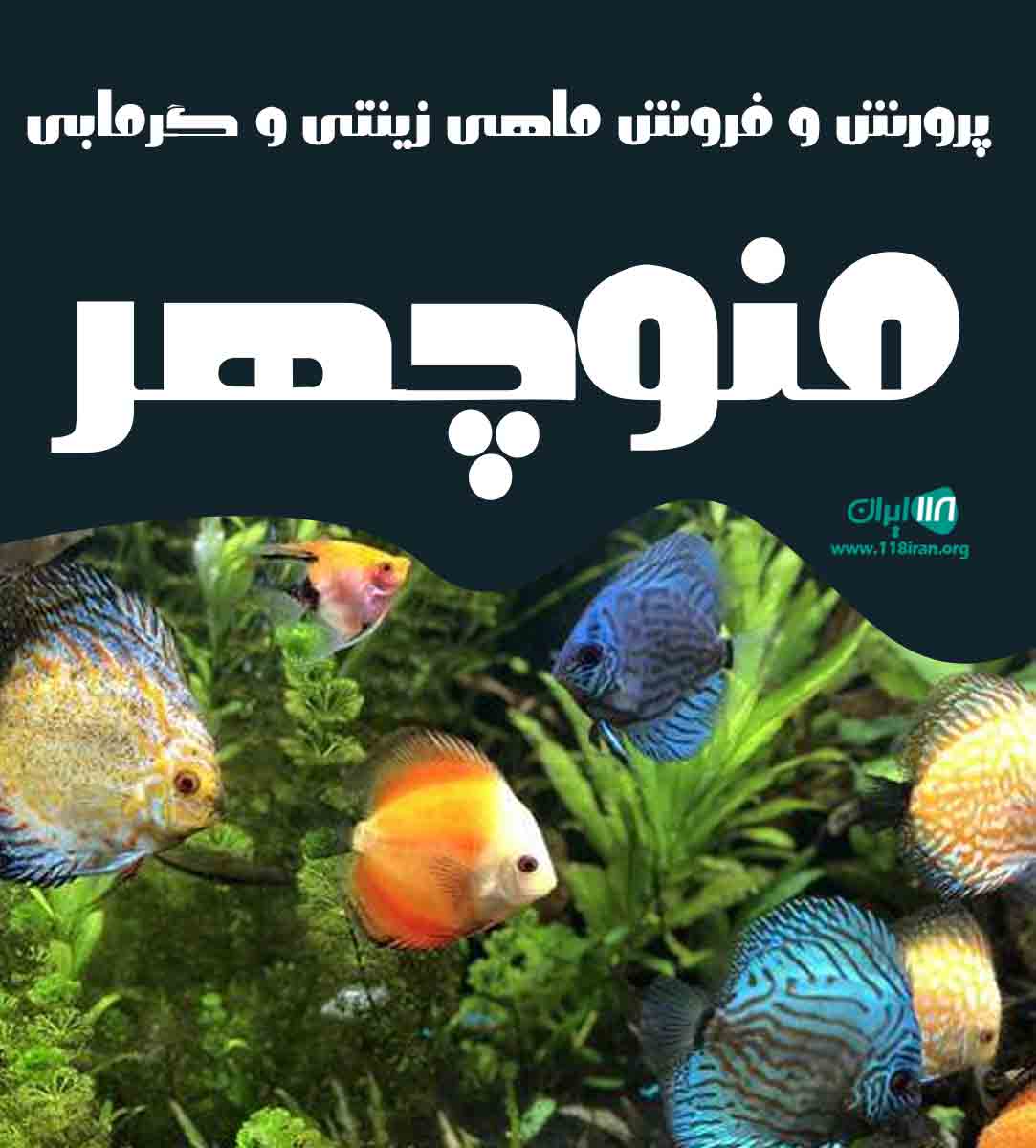 پرورش و فروش ماهی زینتی و گرمابی منوچهر در سنگر گیلان پرورش و فروش ماهی زینتی و گرمابی منوچهر در سنگر گیلان