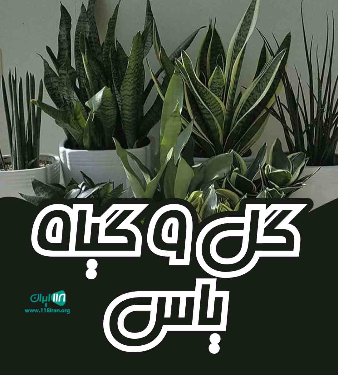 گل و گیاه یاس در مسجد سلیمان گل و گیاه یاس در مسجد سلیمان