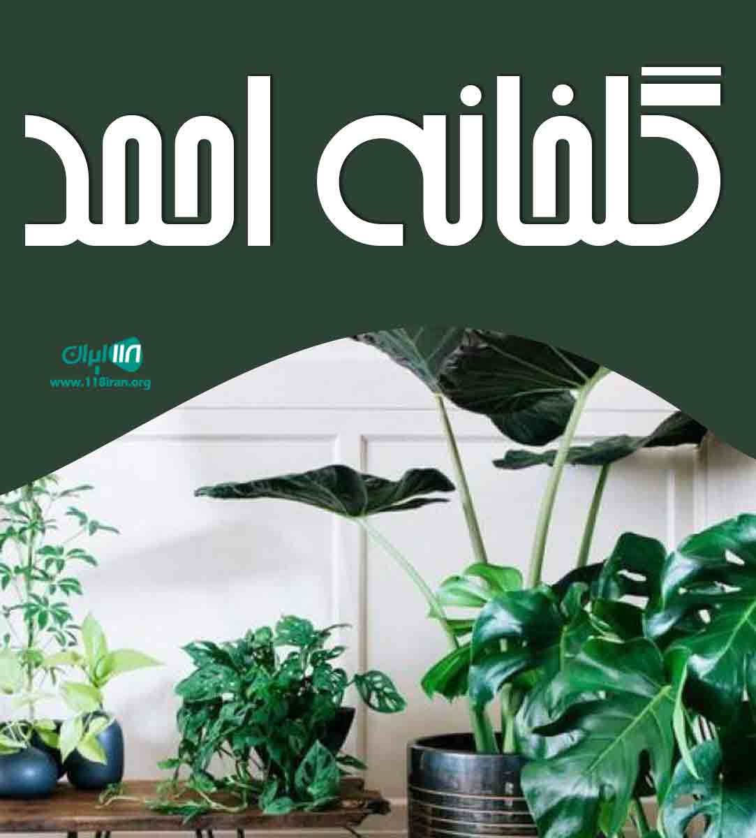 گلخانه احمد در عباس آباد مازندران گلخانه احمد در عباس آباد مازندران