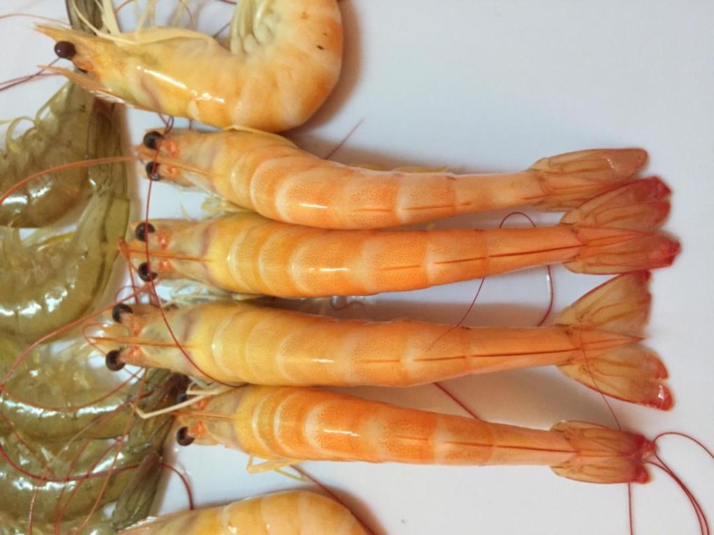 واردات کالا و صادرات خشکبار عمرانی در بوشهر