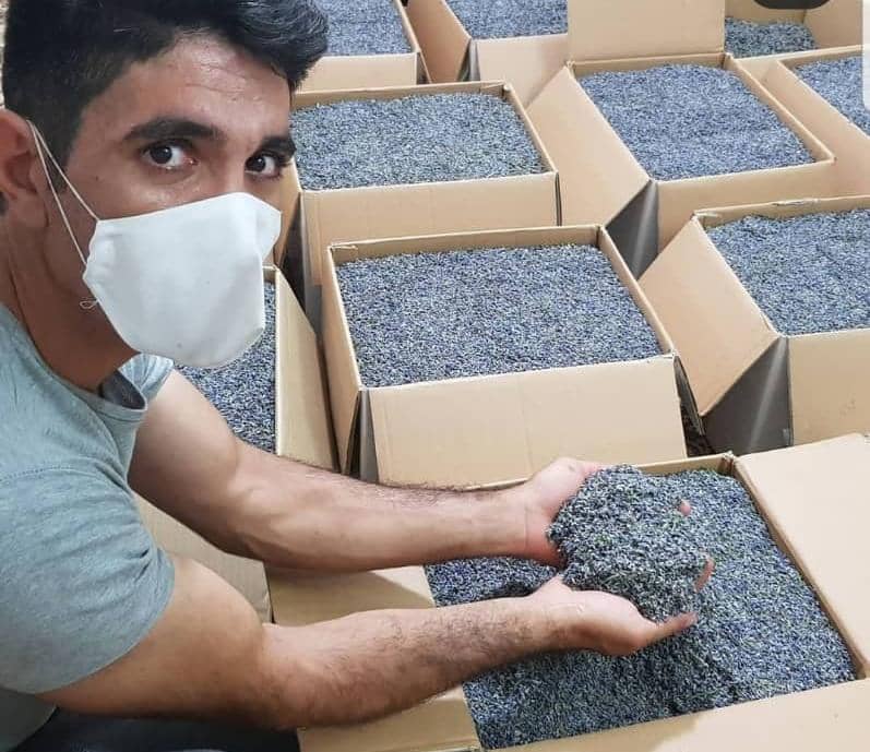 تولید و پخش گیاهان دارویی اسفندیاری در گلستان