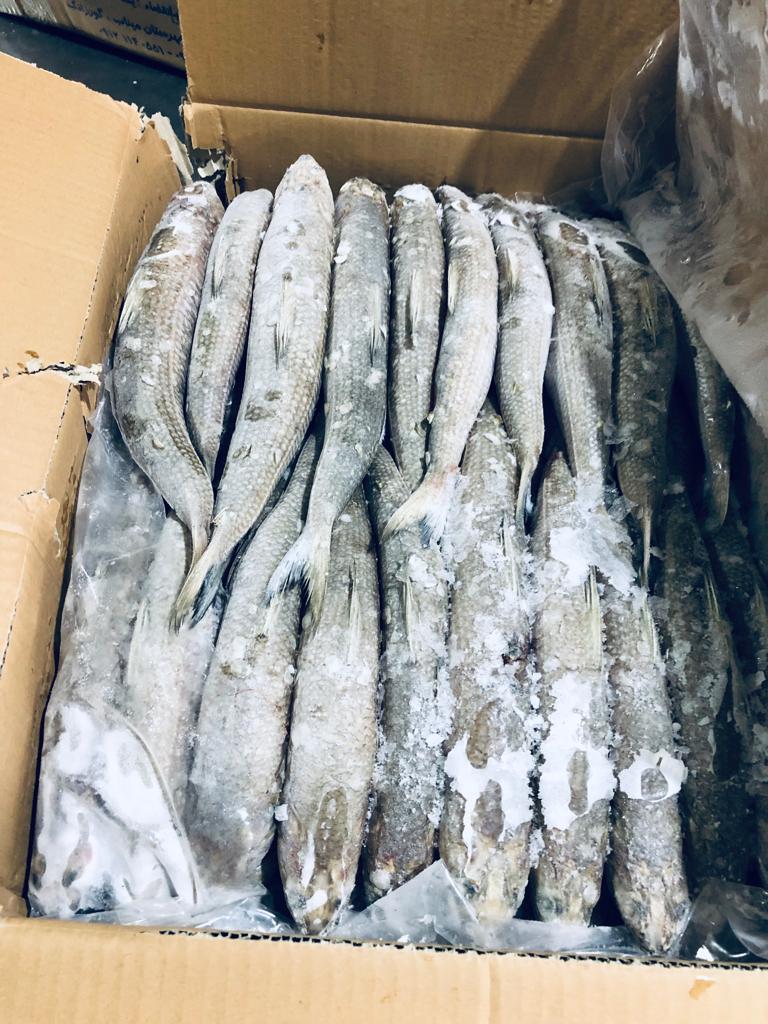 واردات کالا و صادرات خشکبار عمرانی در بوشهر