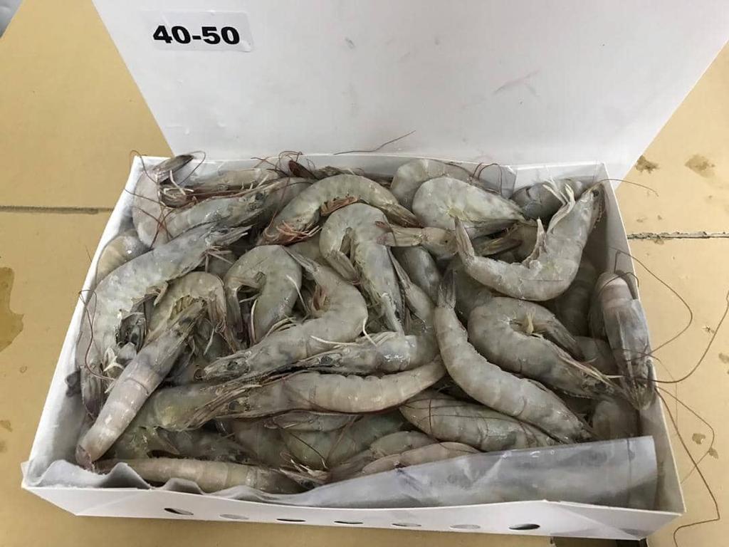 واردات کالا و صادرات خشکبار عمرانی در بوشهر