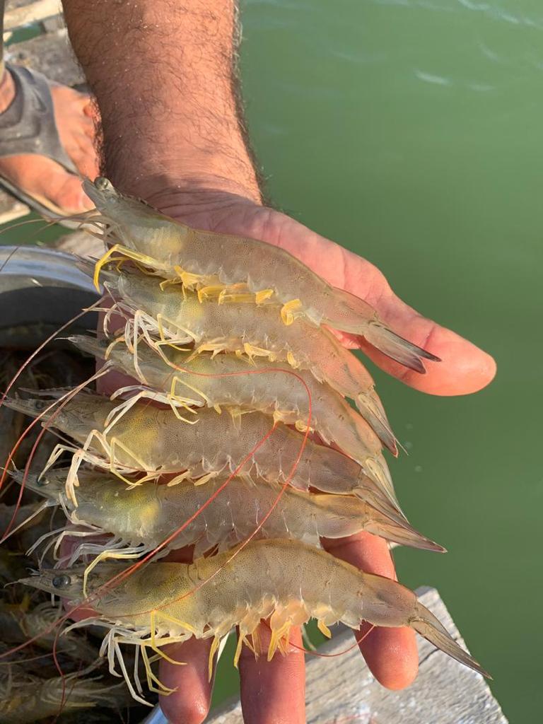 واردات کالا و صادرات خشکبار عمرانی در بوشهر