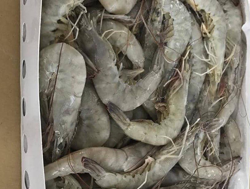 واردات کالا و صادرات خشکبار عمرانی در بوشهر