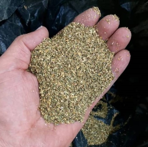 تنباکو و مدواخ کلات در گراش فارس