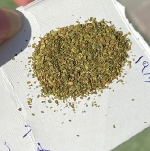 تنباکو و مدواخ کلات در گراش فارس