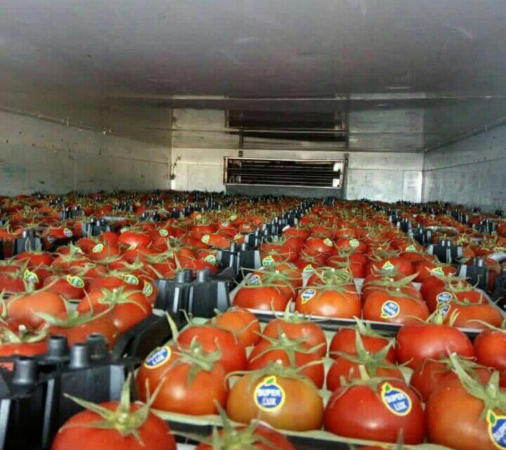 واردات کالا و صادرات خشکبار عمرانی در بوشهر