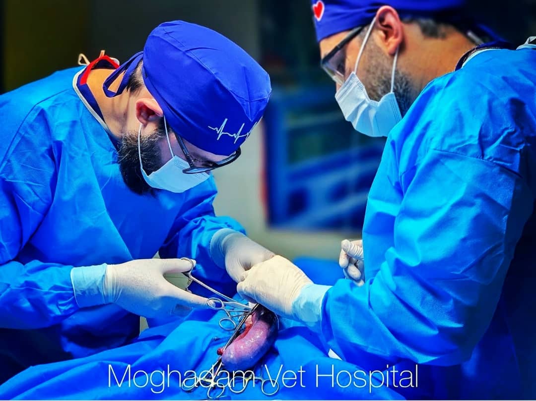 کلینیک دامپزشکی دکتر مهدی مقدم