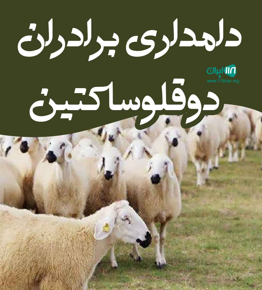 دامداری برادران دوقلو ساکتین در شال دامداری برادران دوقلو ساکتین در شال