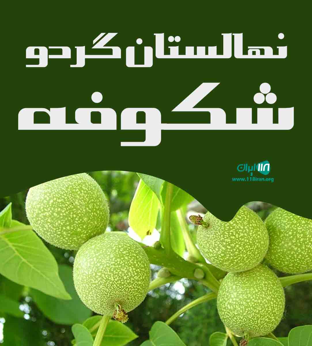 نهالستان گردو شکوفه در میاندوآب نهالستان گردو شکوفه در میاندوآب