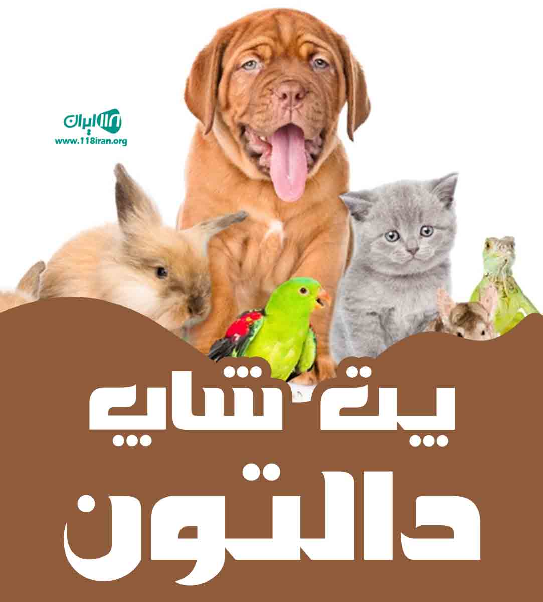 پت شاپ دالتون در تهران