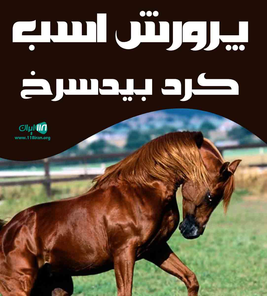 پرورش اسب کرد بیدسرخ در کرمانشاه صحنه
