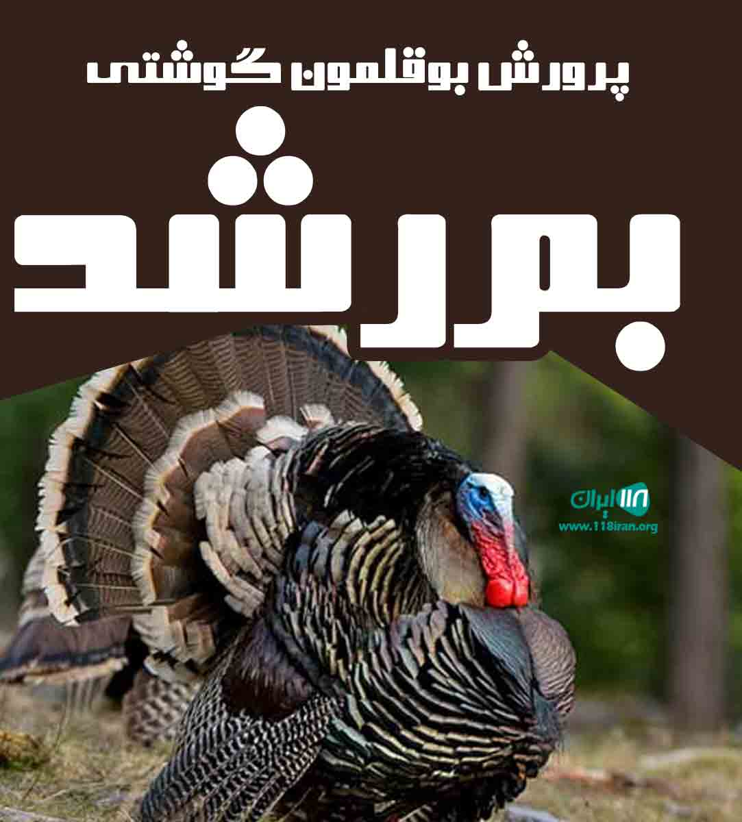 پرورش بوقلمون گوشتی بم رشد در بم پرورش بوقلمون گوشتی بم رشد در بم