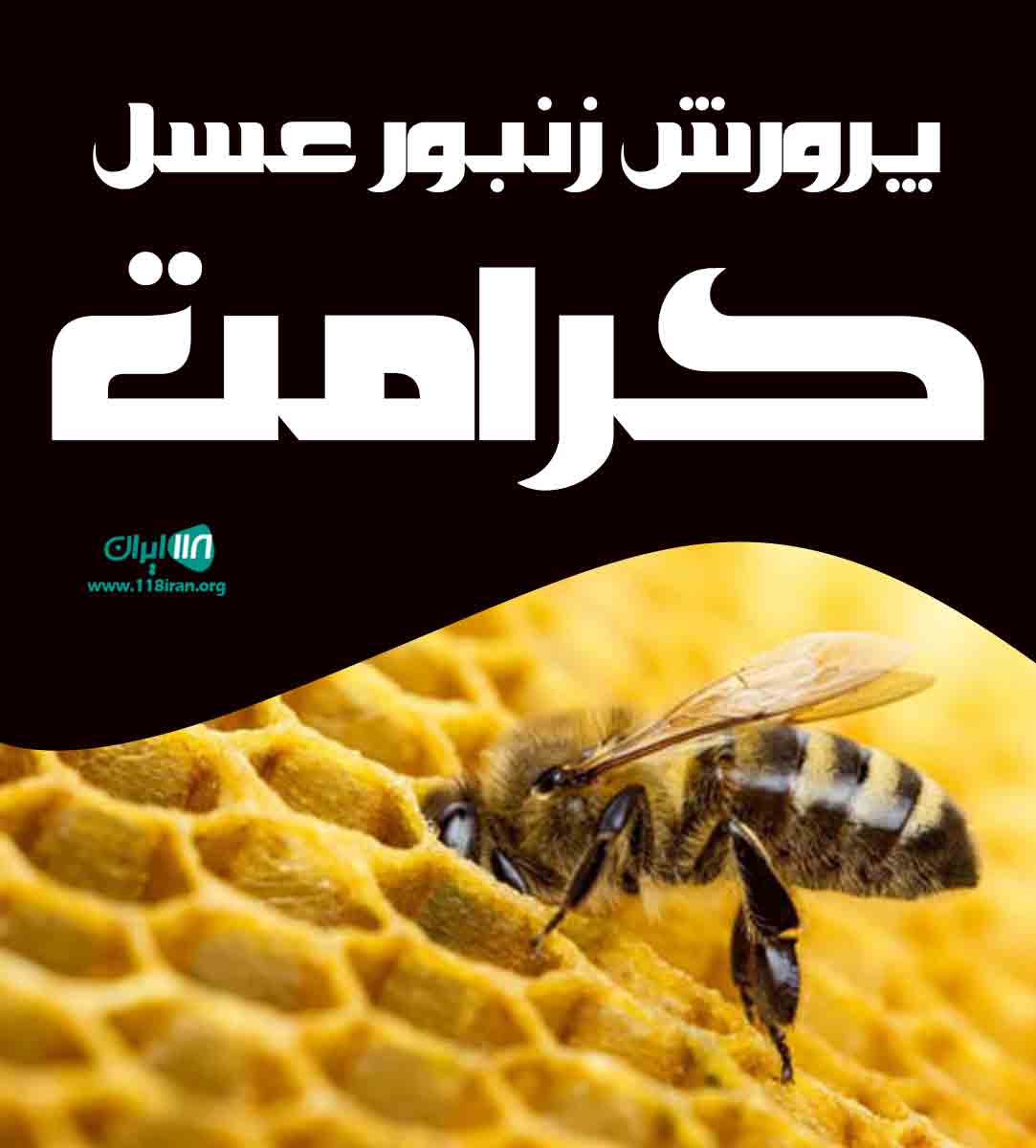 پرورش زنبور عسل کرامت در آذربایجان شرقی بستان آباد پرورش زنبور عسل کرامت در آذربایجان شرقی بستان آباد