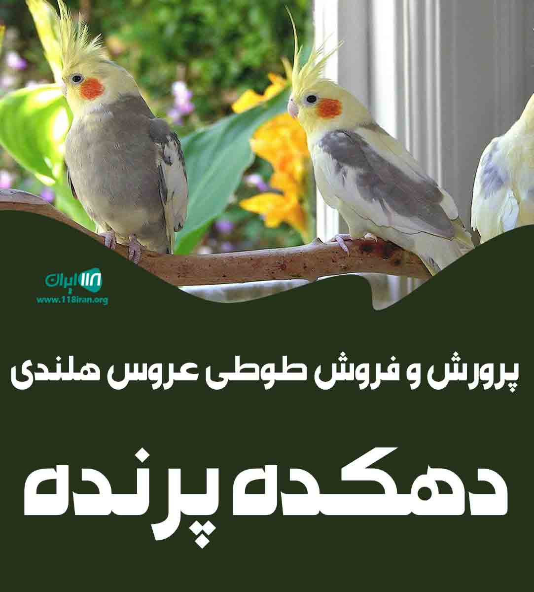 پرورش و فروش طوطی عروس هلندی دهکده پرنده در مازندران ساری پرورش و فروش طوطی عروس هلندی دهکده پرنده در مازندران ساری