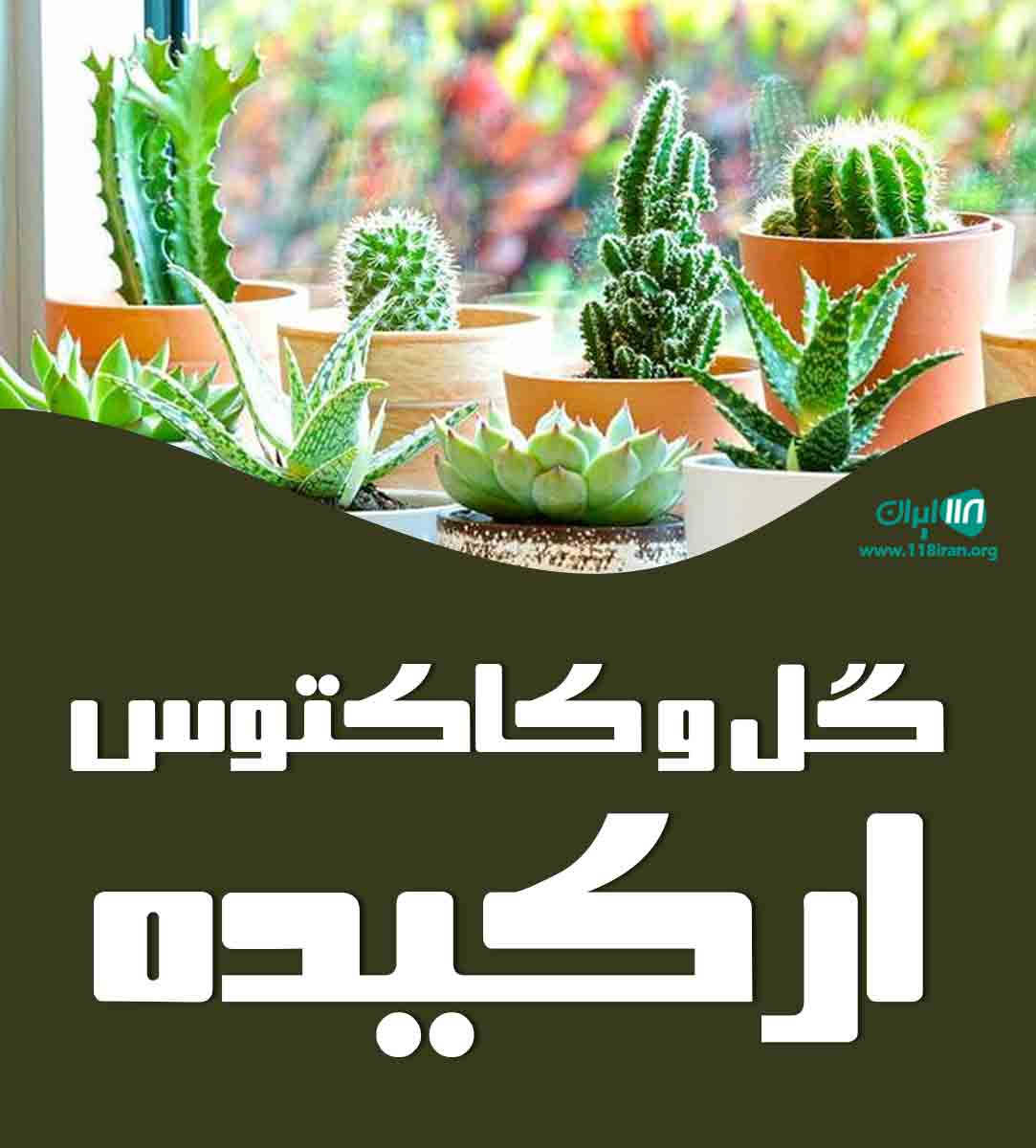 گل و کاکتوس ارکیده در نظرآباد