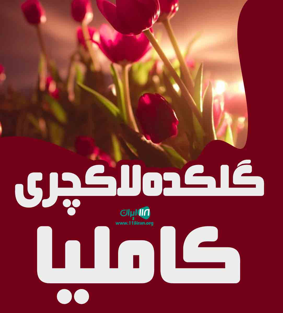 گلکده لاکچری کاملیا در لاهیجان گلکده لاکچری کاملیا در لاهیجان