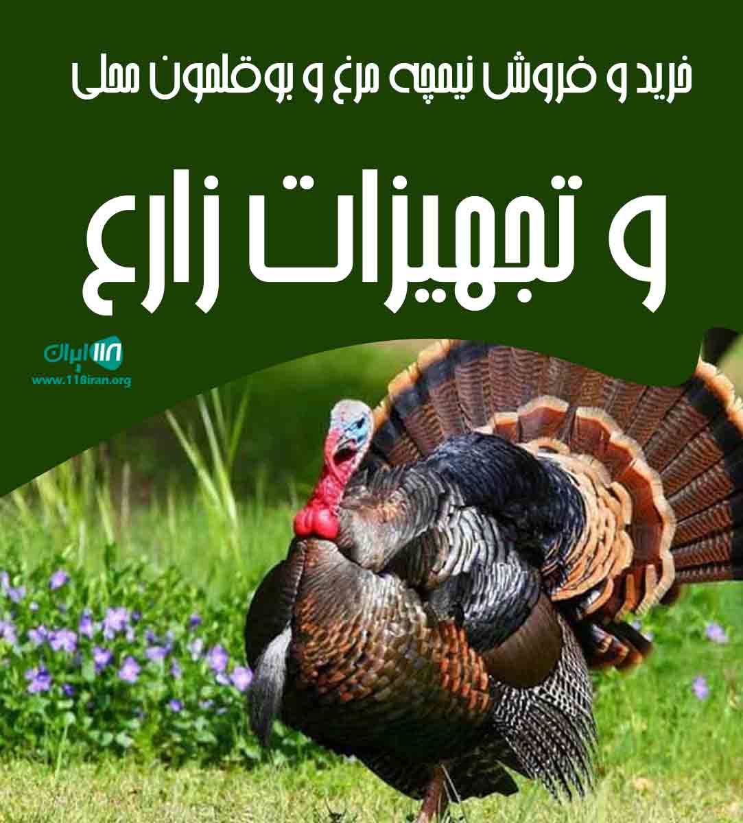 خرید و فروش نیمچه مرغ و بوقلمون محلی و تجهیزات زارع در تبریز خرید و فروش نیمچه مرغ و بوقلمون محلی و تجهیزات زارع در تبریز