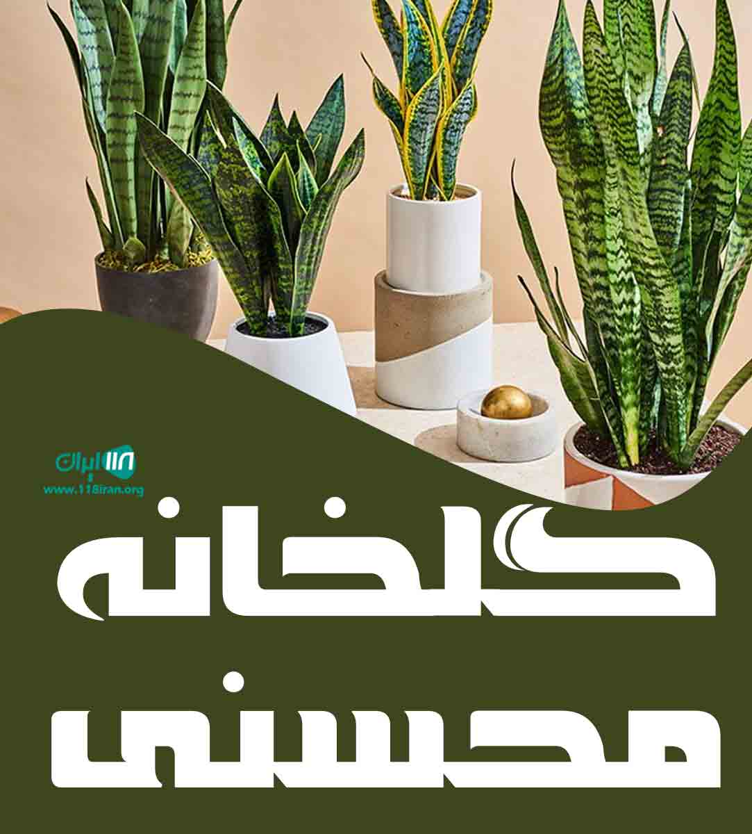 گلخانه محسنی در سلمانشهر