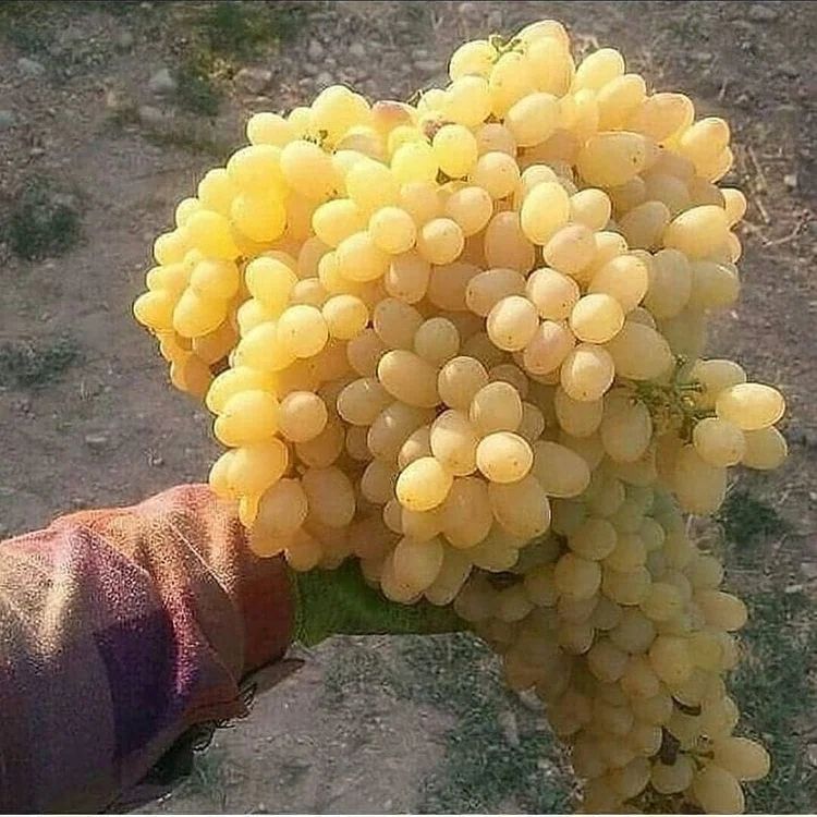 پیمانکاری فضای سبز جرکانی