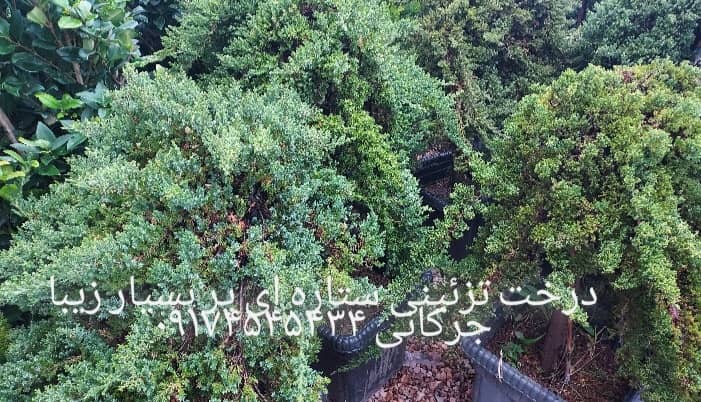 پیمانکاری فضای سبز جرکانی