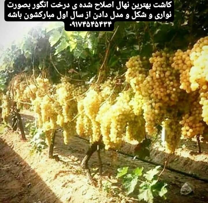 پیمانکاری فضای سبز جرکانی