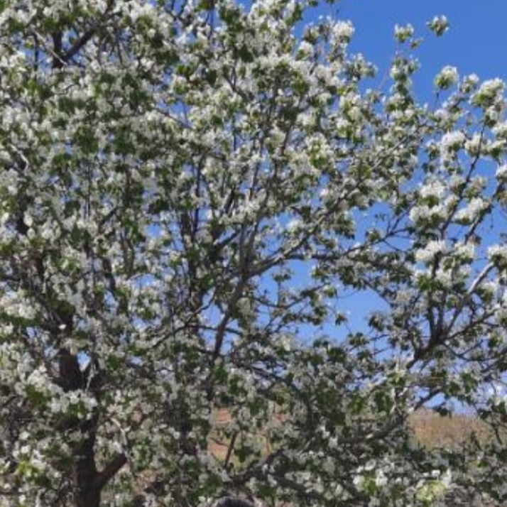 پیمانکاری فضای سبز جرکانی
