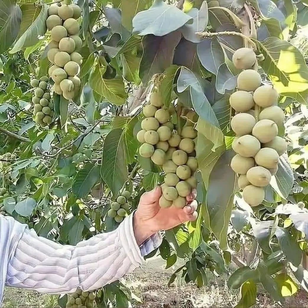 پیمانکاری فضای سبز جرکانی