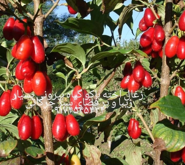 پیمانکاری فضای سبز جرکانی