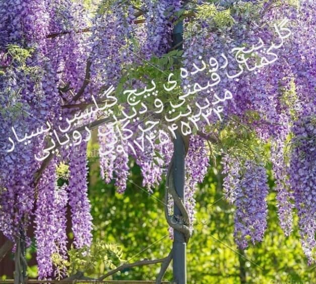 پیمانکاری فضای سبز جرکانی