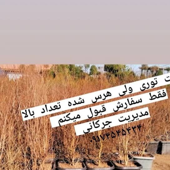 پیمانکاری فضای سبز جرکانی