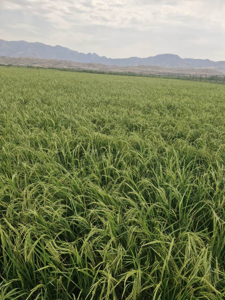 کارخانه برنج کوبی سفید دانه کارخانه برنج کوبی سفید دانه