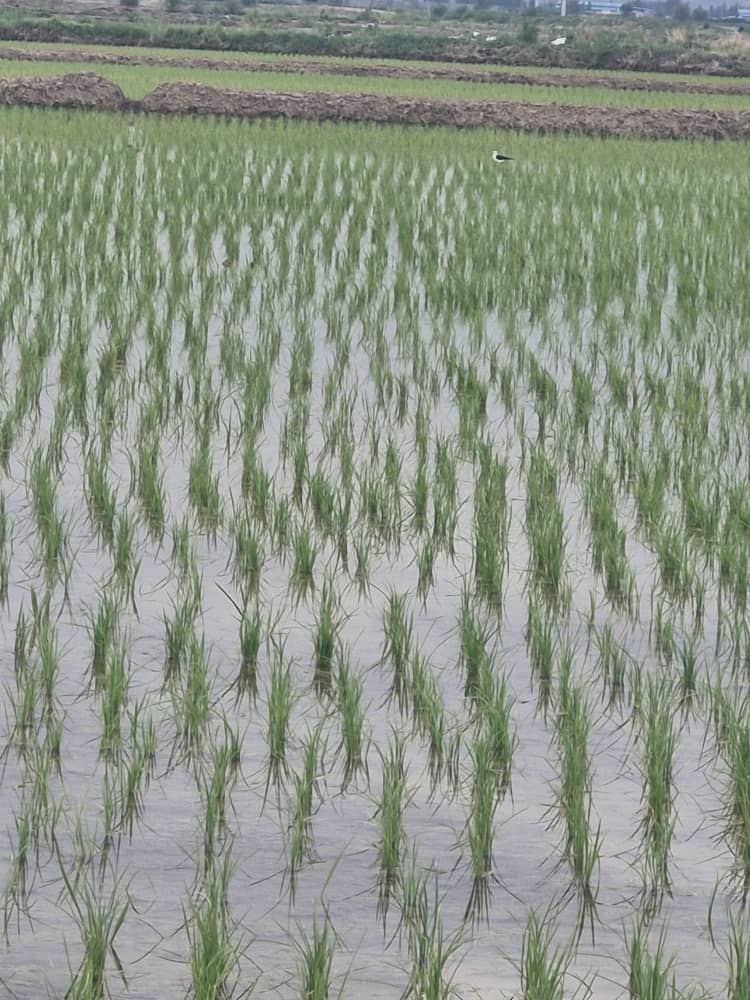 کارخانه برنج کوبی سفید دانه کارخانه برنج کوبی سفید دانه