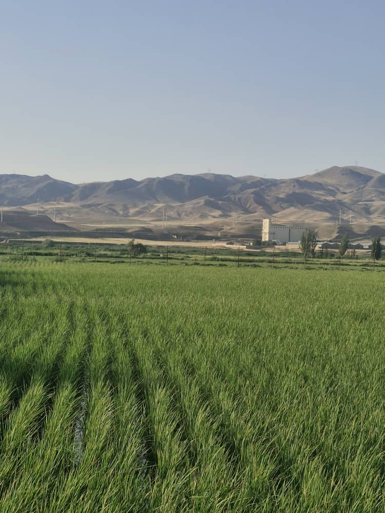 کارخانه برنج کوبی سفید دانه کارخانه برنج کوبی سفید دانه