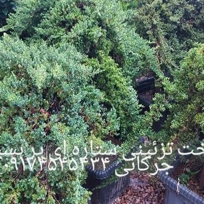 پیمانکاری فضای سبز جرکانی