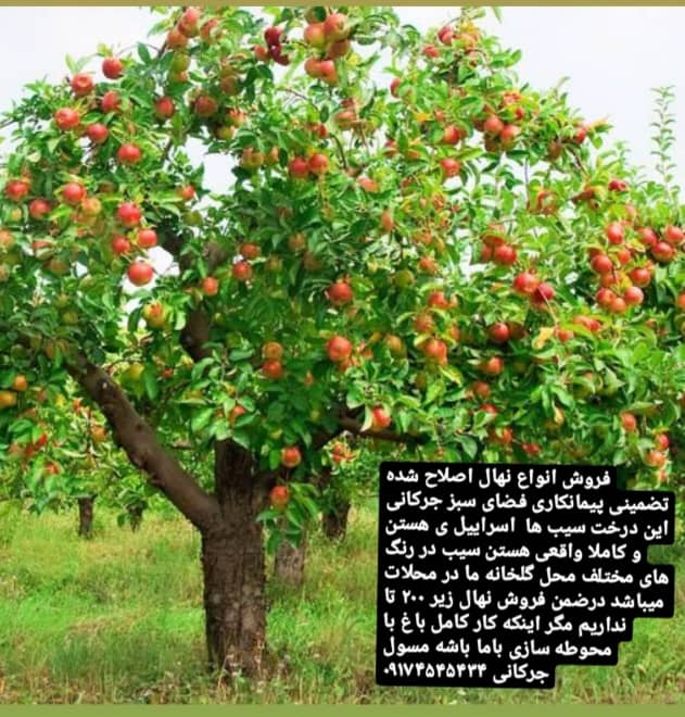 پیمانکاری فضای سبز جرکانی